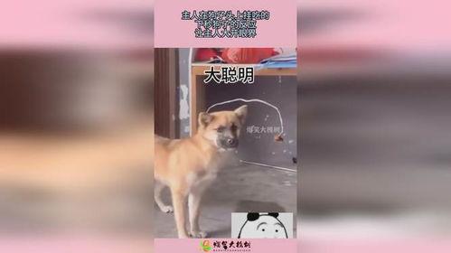 狗子的最新爆料视频下载,幕后真相大起底! 第2张 狗子的最新爆料视频下载,幕后真相大起底! 第2张