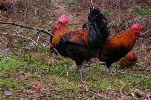 飞哥爆料整只鸡视频大全,整只鸡视频大全,烹饪技巧一网打尽 第3张 飞哥爆料整只鸡视频大全,整只鸡视频大全,烹饪技巧一网打尽 第3张